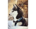 Diamentowa Mozaika 27x19cm Husky Diamentowa Mozaika 27x19cm Husky