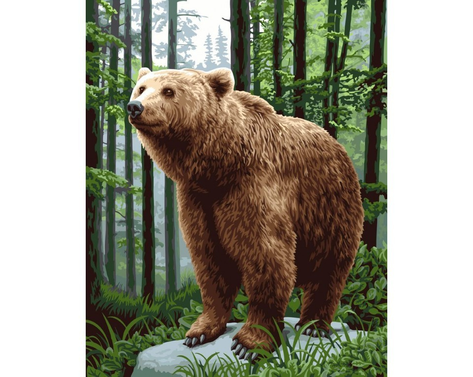 Malowanie po numerach 40x50 miś Malowanie po numerach 40x50 miś