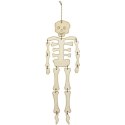 Szkielet ze sklejki H: 35 cm Szkielet ze sklejki H: 35 cm